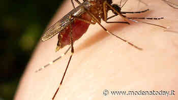 Zanzara tigre. A Carpi continua la campagna protettiva - ModenaToday