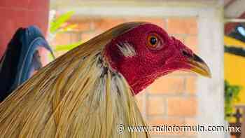 Desmiente Celaya ataque a palenque de Gallos en comunidad “La Luz” - Radio Fórmula