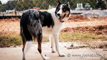 Vita da cani(le): tutti i pregiudizi da sfatare (Episodio 1)