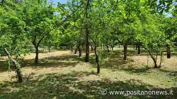 Massa Lubrense, il nuovo progetto del ristorante Lo Stuzzichino: F2F, dalla Terra alla Tavola - Positanonews - Positanonews