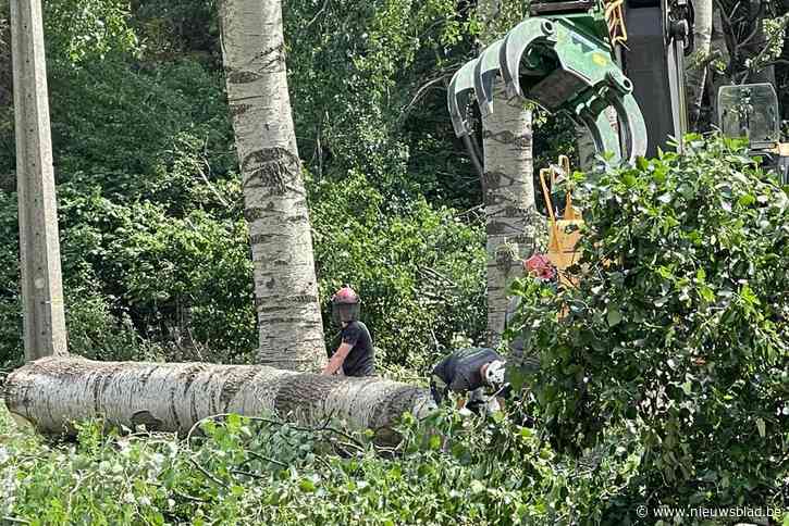 Verwijderen majestueuze dreef  maakt heftige emoties los: “Die verzaagde bomen doet echt pijn aan de ogen en het hart”