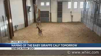 Name for baby giraffe will be announced Wednesday