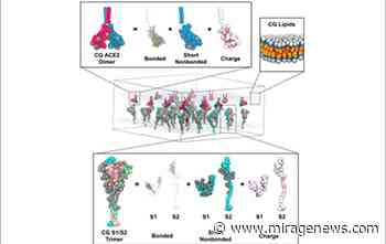 Researchers simulate coronavirus invasion and infection, find cooperative host cells - Mirage News