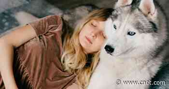 Amazon's Own Pet Food, Treats and More Are Up to 42% Off     - CNET