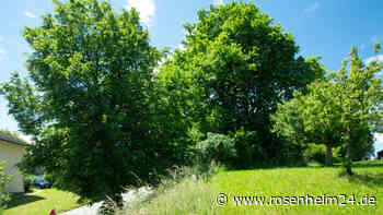 „Der Baum muss bleiben!“ – Heftige Debatte im Priener Marktgemeinderat
