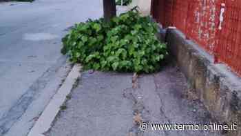 Verde e pubblico, gioie e dolori a Termoli - Termoli Online