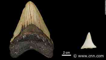 Great whites may have doomed the biggest shark that ever lived, fossil teeth reveal