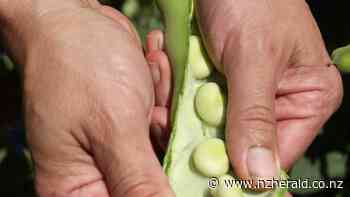 Vaughan Gunson: I've been thinking about beans - Northern Advocate