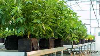 How Scotts Miracle-Gro is reinventing itself as one of the biggest players in cannabis