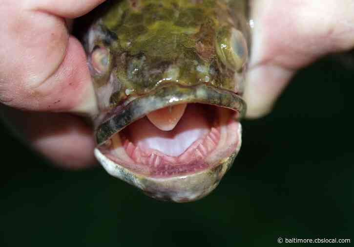 Gift Cards Being Offered To Fishers Who Catch Tagged Northern Snakeheads
