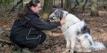 Tierheim Marl: Hunde brauchen dringend eine neue Unterkunft - Marler Zeitung