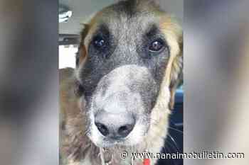 Dog discovered near Kelowna with gunshot wounds expected to make full recovery