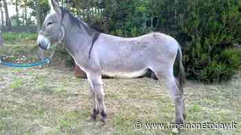 Colleferro, annullata la corsa degli asini e delle polemiche. Non era mai stata autorizzata - FrosinoneToday