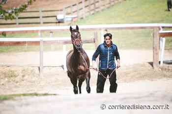 Palio di Siena, dopo l'estrazione sorride Scompiglio: per molti rioni è il fantino di riferimento - Corriere di Siena