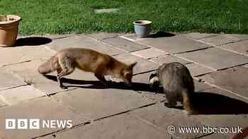 Badger and fox share Essex garden midnight snack