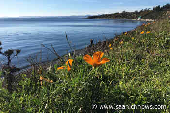 Victoria deemed a world-leading 'workation' destination: report – Saanich News - Saanich News