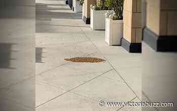 Rare bee swarm sighting captured on cam at Saanich shopping mall (VIDEO) - Victoria Buzz