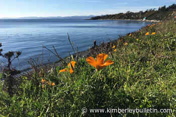 Victoria deemed a world-leading 'workation' destination: report – Kimberley Daily Bulletin - Kimberley Bulletin