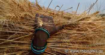 Indien kontrolliert Exportverbot für Weizen strenger - Wirtschaft - Rheinpfalz.de