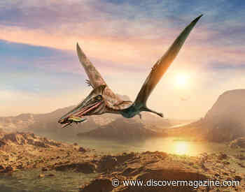 Pterosaur Fossil Reveals the Evolutionary Origin of Feathers