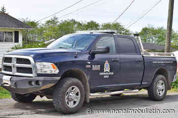 Bears found in central Nanaimo over weekend put down by conservation