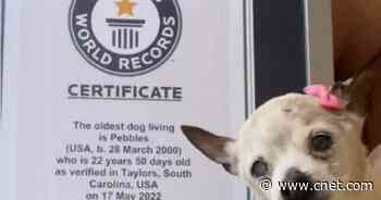 World's Oldest Living Dog Is a Toy Fox Terrier That Listens to Country Music     - CNET