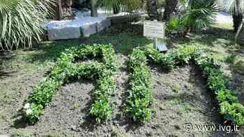 Aism Savona dona cento gardenie al Comune di Albissola - IVG.it