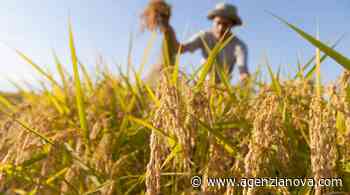 Giardina (Coldiretti): “Fertilizzanti in aumento del 170 per cento, situazione spaventosa” - Agenzia Nova