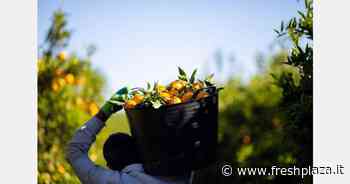 "Il reddito degli agrumicoltori spagnoli è diminuito del 26 per cento in questa campagna" - Freshplaza.it