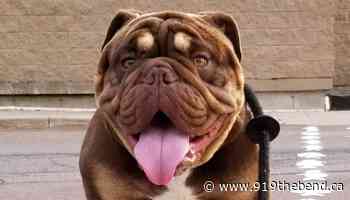 Famous Moncton Pooch Lends His Face To Charity-Boosting Craft Brew - 91.9 The Bend