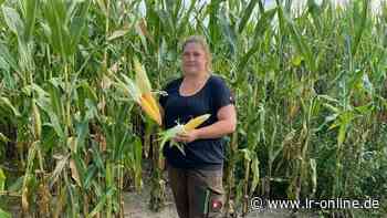 Klimawandel in der Lausitz: Trockenheit macht Feuerwehr und Landwirten rings um Guben zu schaffen - Lausitzer Rundschau