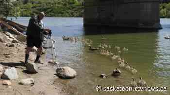 Saskatoon man bonds with growing brood of baby geese