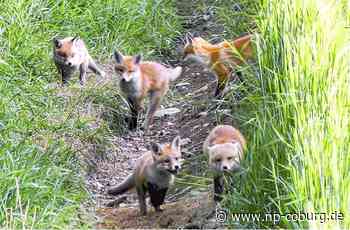 Neukenroth - Fuchs-Familie wird zum Youtube-Star - Neue Presse Coburg