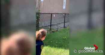Cuteness overload: Ducklings in distress rescued by Calgary Fire Department