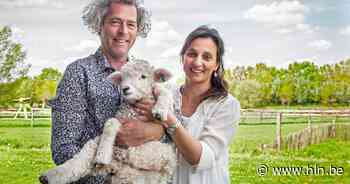 Schone Schaapjes terug van weggeweest | Staden | hln.be - Het Laatste Nieuws