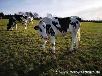 Immer weniger Milchbauern in Minden-Lübbecke - Radio Westfalica