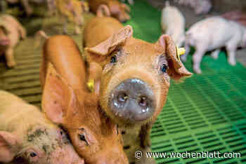 Stickstoff-Management im Schweinestall - wochenblatt.com