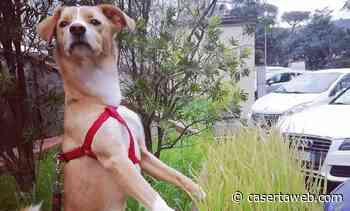 Dog Park comunale al P​arco degli Aranci. L'artista Fiorella Pontillo lancia la petizione | - CasertaWeb