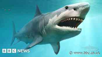 Megalodon shark extinction may have been linked to great white competition