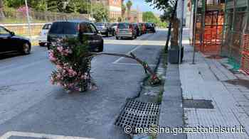 Messina, male ancorati e senza sostegni: il triste destino di molti alberelli del centro - Gazzetta del Sud - Edizione Messina
