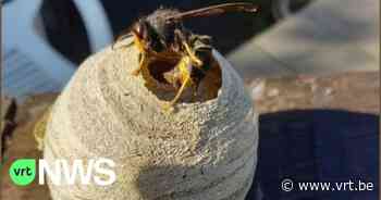 Eerste Aziatische hoornaars gespot in Beringen en Leopoldsburg: "Honingbijen hebben er geen verweer tegen" - VRT NWS
