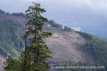 Understanding B.C.’s old-growth logging deferrals by the numbers - Red Deer Advocate