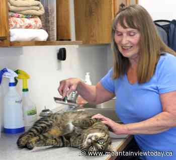 Community, volunteer support key to Didsbury animal shelter's success - Mountain View TODAY
