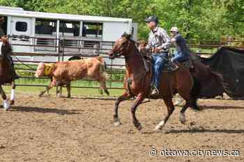 Renfrew hosts Ottawa Valley Team Penning Association for the summer - Ottawa.CityNews.ca