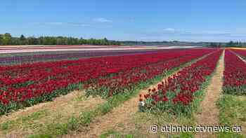 Prince Edward Island sees bloom in tulips this season - CTV News Atlantic
