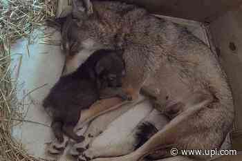Rhode Island zoo welcomes birth of world's most endangered wolf - UPI News