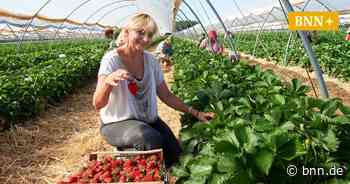 Super Bedingungen für die ersten Freiland-Erdbeeren rund um Bruchsal - BNN - Badische Neueste Nachrichten