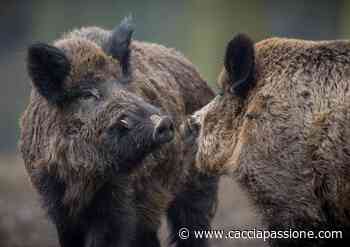 Vercelli, gli abbattimenti dei cinghiali non sono sufficienti - Caccia Passione