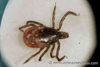 Online map tracks B.C.’s high-risk Lyme disease zones - Omineca Express