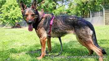 Fila aus dem Tierheim Peine ist sehr verschmust - Peiner Nachrichten